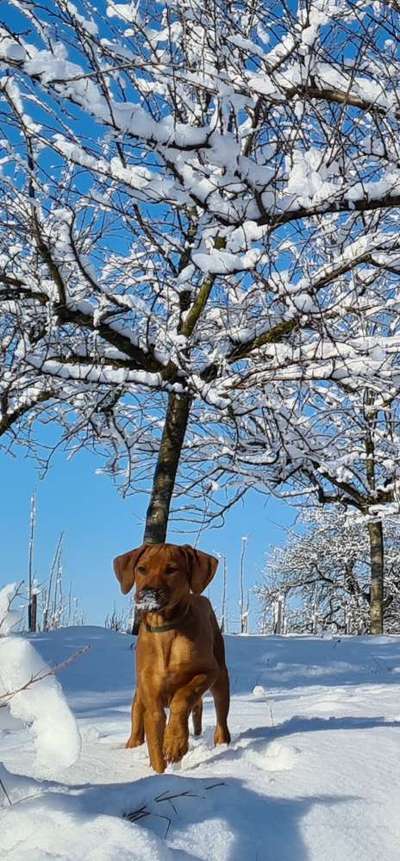 Dogorama Photo Challenge - Es wird nochmal kalt!-Beitrag-Bild