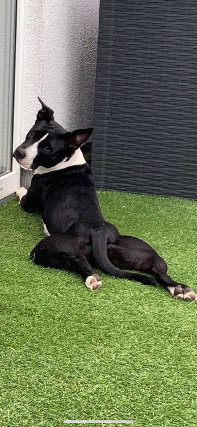 Stafford mix-Beitrag-Bild