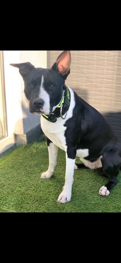 Stafford mix-Beitrag-Bild