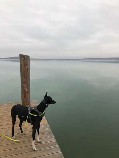 Hundetreffen-Social Walk-Bild