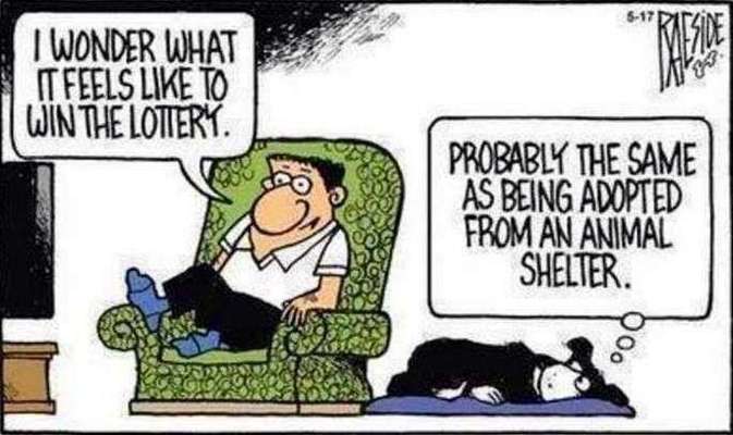 Vorkontrollen für Tierschutzverein-Beitrag-Bild