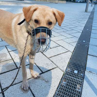 Hundetreffen-Gemeinsamer schnüffel Spaziergang am Morgen-Bild