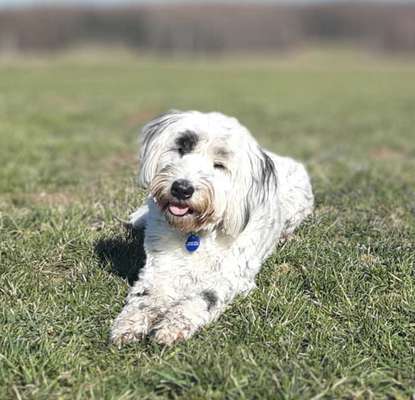 Mischlingshunde Foto Aufruf-Beitrag-Bild