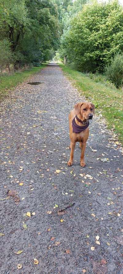 Rhodesian Ridgeback-Beitrag-Bild