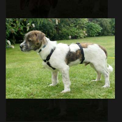 Welche Rasse?-Beitrag-Bild