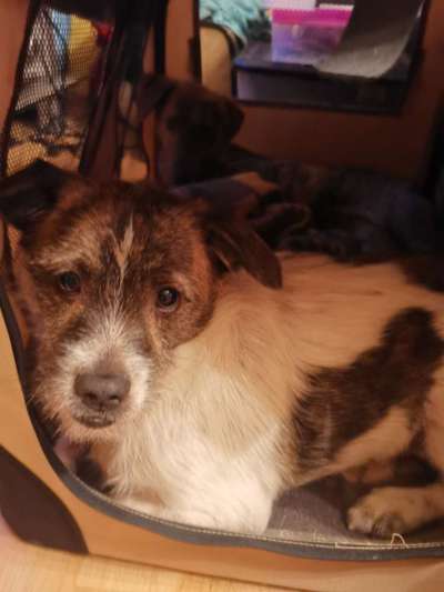 Dogorama Photo Challenge - Hunde in Action-Beitrag-Bild