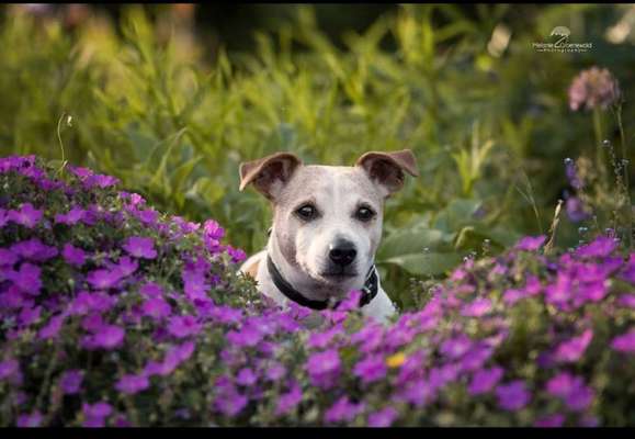 Die Dogorama Kalender Challenge Titelbild-Beitrag-Bild