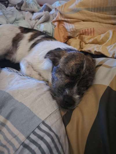 Mischlingshunde Foto Aufruf-Beitrag-Bild