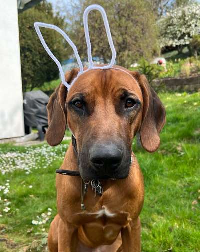 Rhodesian Ridgeback-Beitrag-Bild
