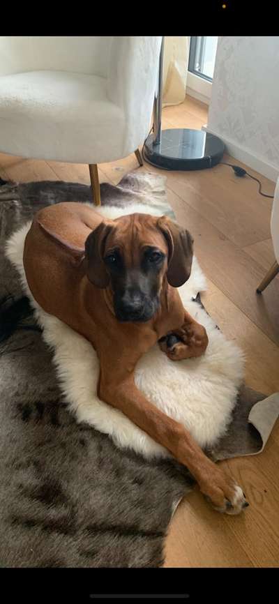 Rhodesian Ridgeback-Beitrag-Bild