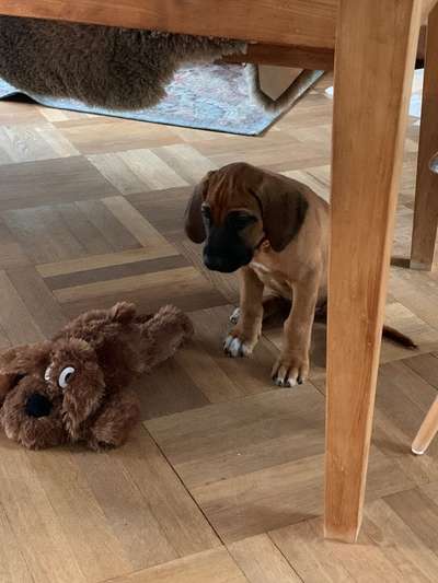 Welpen Bilder !-Beitrag-Bild