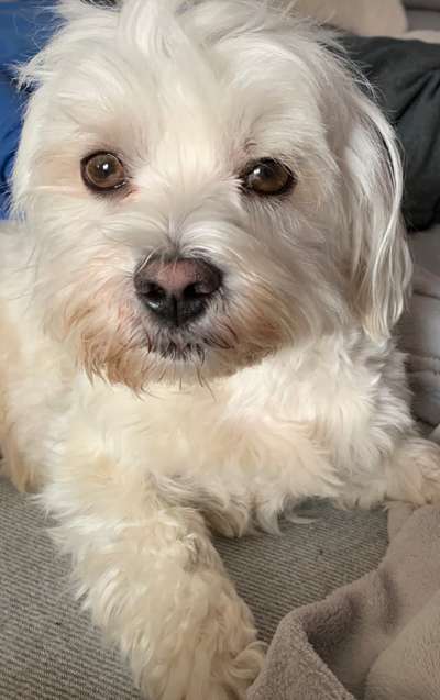 bolonka zwetna 😁-Beitrag-Bild