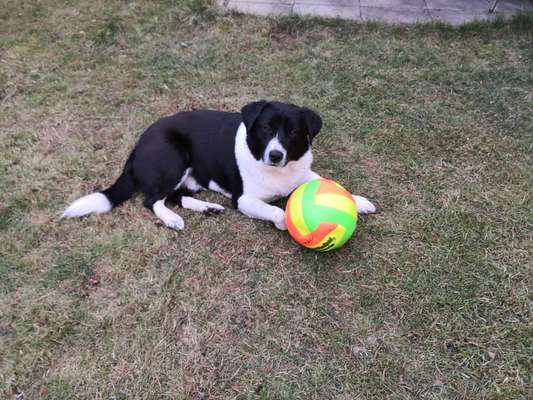 Labradorfans-Beitrag-Bild