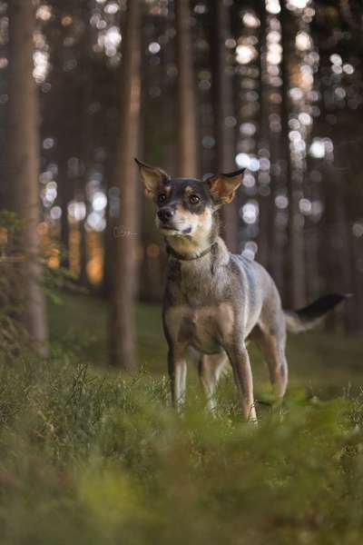 Mischlinge raten - Rätselspaß-Beitrag-Bild