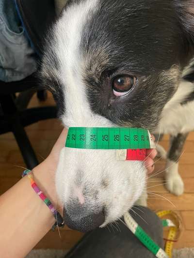 Wie sitzt mein Maulkorb / Maulkorb-Beratung-Beitrag-Bild