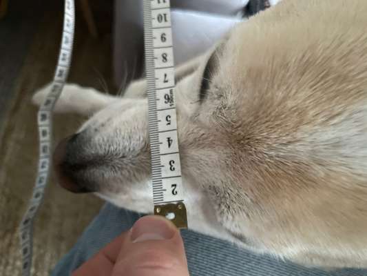 Wie sitzt mein Maulkorb / Maulkorb-Beratung-Beitrag-Bild