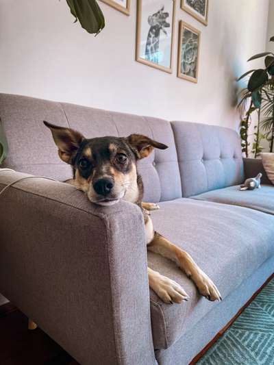 Hunde Porträt (Portrait) Galerie....-Beitrag-Bild