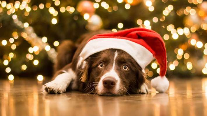 Weihnachtsgeschenke für Hunde-Beitrag-Bild