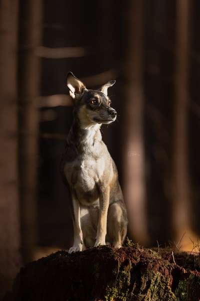 Mischlingshunde Foto Aufruf-Beitrag-Bild