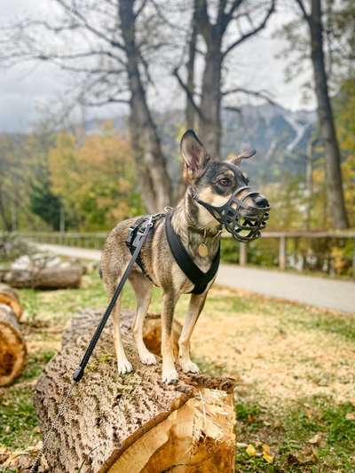 Maulkorb rauf - Vorurteile runter-Beitrag-Bild