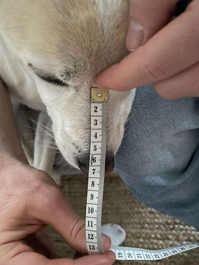 Wie sitzt mein Maulkorb / Maulkorb-Beratung-Beitrag-Bild