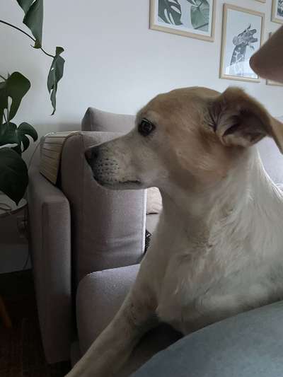 Wie sitzt mein Maulkorb / Maulkorb-Beratung-Beitrag-Bild