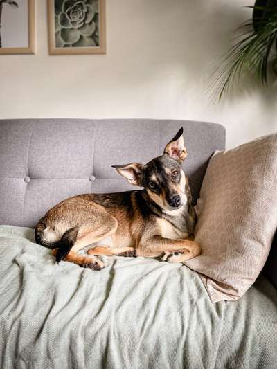 149. Foto Challenge: Wer ist hier der Boss!-Beitrag-Bild