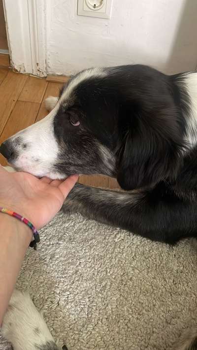 Wie sitzt mein Maulkorb / Maulkorb-Beratung-Beitrag-Bild