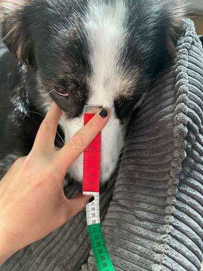 Wie sitzt mein Maulkorb / Maulkorb-Beratung-Beitrag-Bild