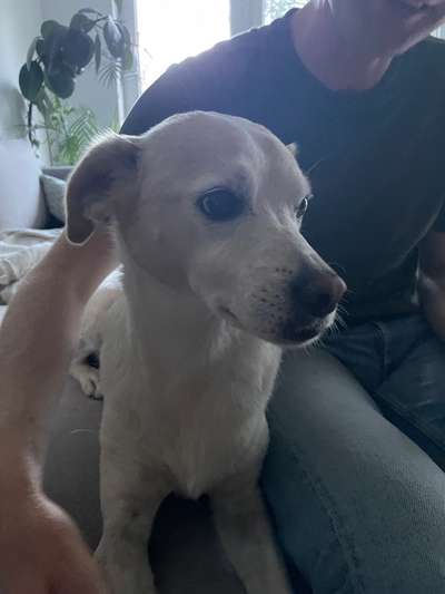 Wie sitzt mein Maulkorb / Maulkorb-Beratung-Beitrag-Bild