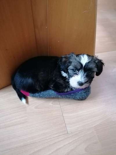 Havaneser dabei?:)-Beitrag-Bild