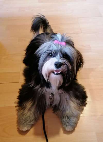 Havaneser dabei?:)-Beitrag-Bild