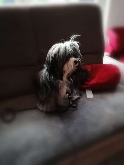 Havaneser dabei?:)-Beitrag-Bild