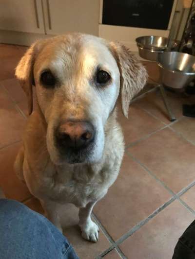 Unsere Fellnasen im Regenbogenland-Beitrag-Bild