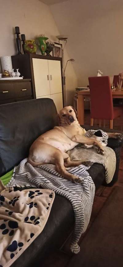 Labradorfans-Beitrag-Bild