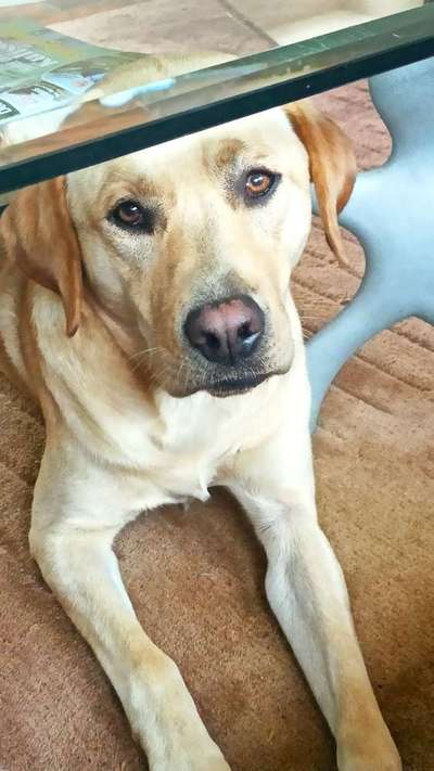 Labradorfans-Beitrag-Bild