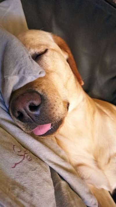 Zeigt mir die tollste Nahaufnahme von eurer Fellnase-Beitrag-Bild