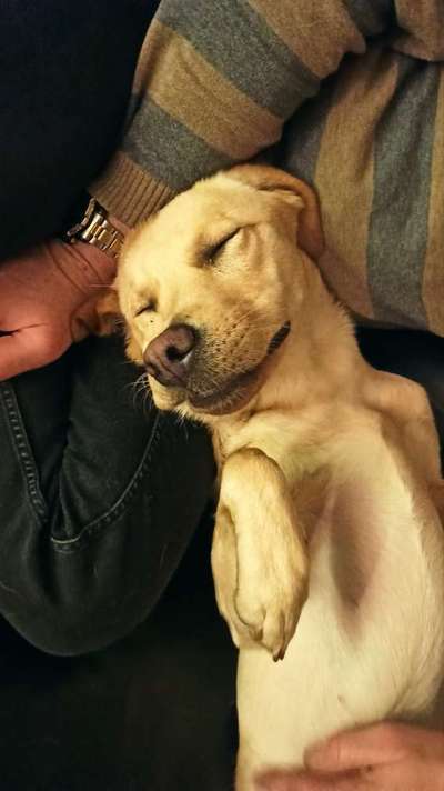 eure Spitznamen für die Vierbeiner-Beitrag-Bild