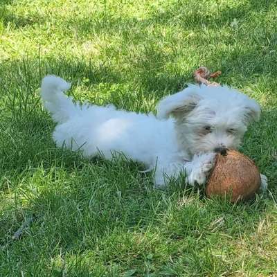 Hundetreffen-Welpentreffen für kleine Hunderassen in Homberg Efze-Bild