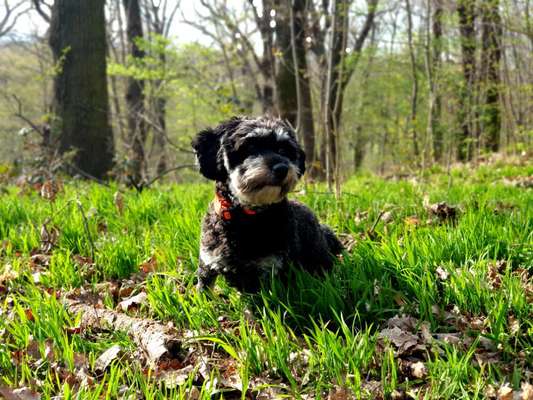 Hundetreffen-Spieltreffen, aber 