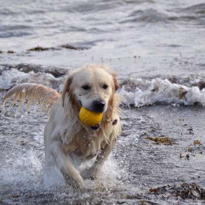Hundetreffen-Spaß am Strand-Bild