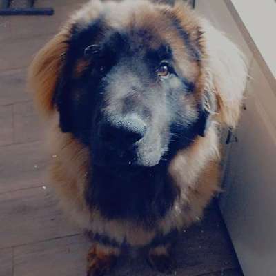Leonberger-Beitrag-Bild