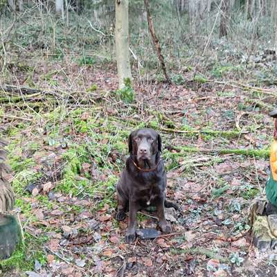 Hundetreffen-Auspowern :) Gassie runde und oder spielen-Bild