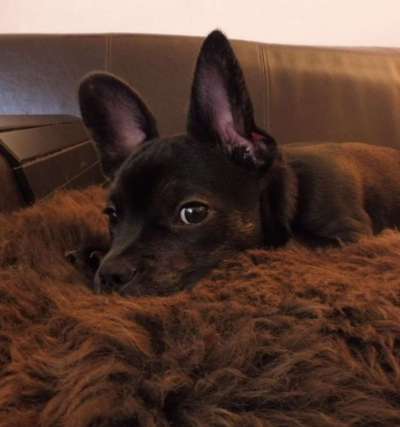 Bulldoggen mix-Beitrag-Bild