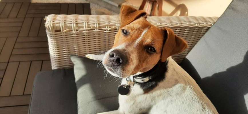 Dansky (Dansk-Svensk Gårdshund)-Beitrag-Bild