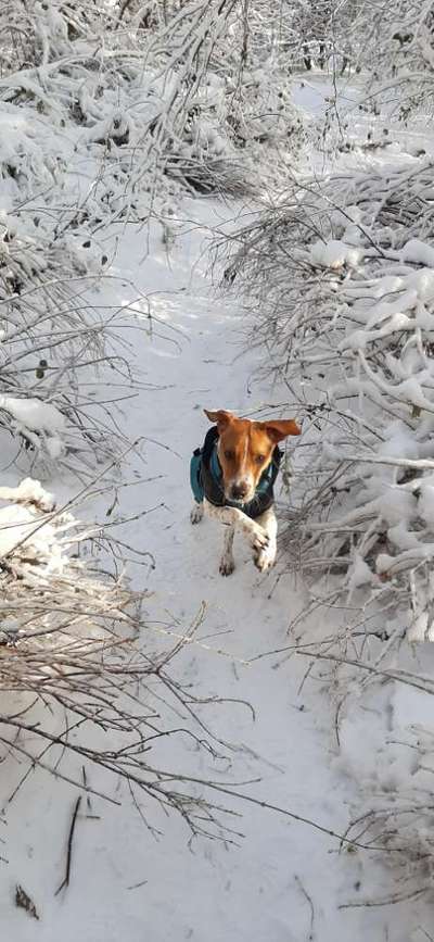 Dansky (Dansk-Svensk Gårdshund)-Beitrag-Bild