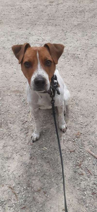 Dansky (Dansk-Svensk Gårdshund)-Beitrag-Bild