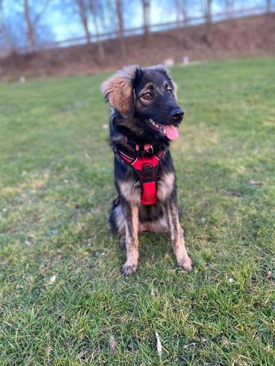 Hundetreffen-Training für Anuk-Bild