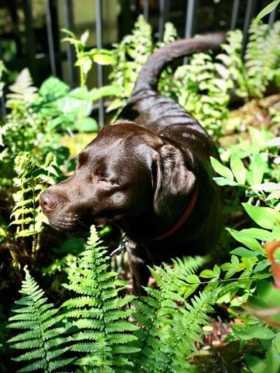 Labradorfans-Beitrag-Bild