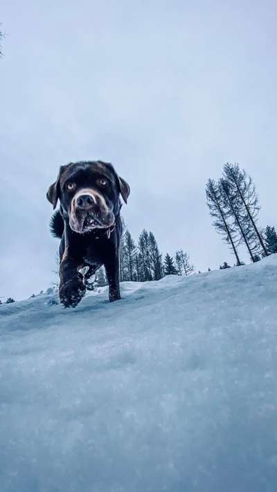 Zeigt mal die schönsten Bilder von euren Hunden !-Beitrag-Bild